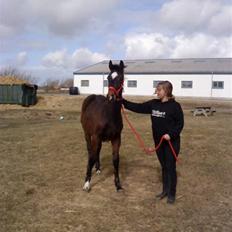 Dansk Varmblod Lady Limelight