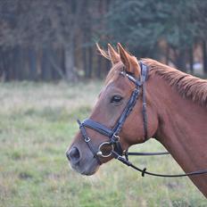 Fuldblod (XX) Malou *RIP*