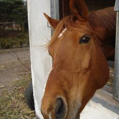 Fuldblod (XX) Malou *RIP*