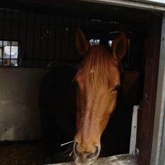 Fuldblod (XX) Malou *RIP*