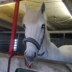 Anden særlig race sasja B PONY ! ILY. SOLGT