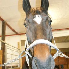 Dansk Varmblod Miss Minelli (Taget hjem)