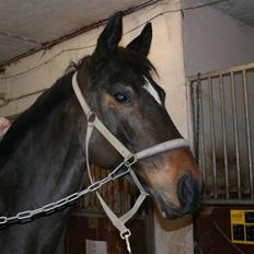 Dansk Varmblod Miss Minelli (Taget hjem)