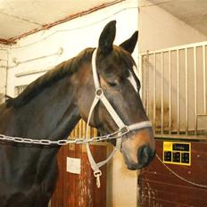 Dansk Varmblod Miss Minelli (Taget hjem)