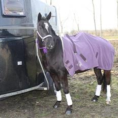Anden særlig race joey