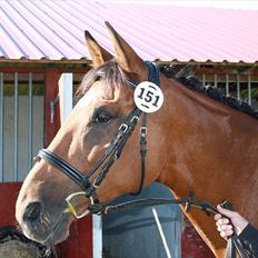 Dansk Varmblod Papaya Ley