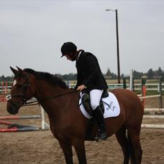 Dansk Varmblod Papaya Ley