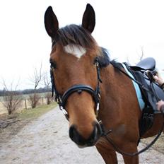 Dansk Varmblod Papaya Ley