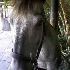 Anden særlig race Cosmo