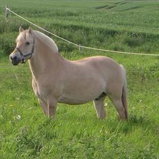 Fjordhest Lærkelundens Tor
