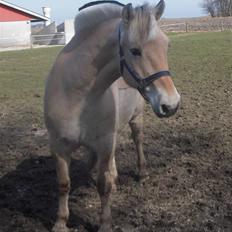 Fjordhest Lærkelundens Tor