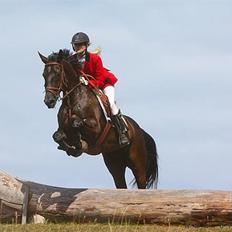 Dansk Varmblod Mr. Rubino