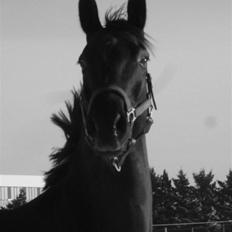 Dansk Varmblod Mr. Rubino