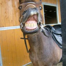 Anden særlig race Tøsen