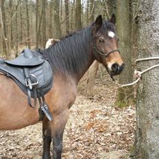 Anden særlig race Tøsen