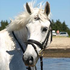 Anden særlig race Søholt's Robin