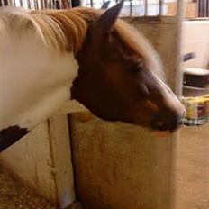 Anden særlig race Apache