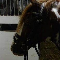 Anden særlig race Apache