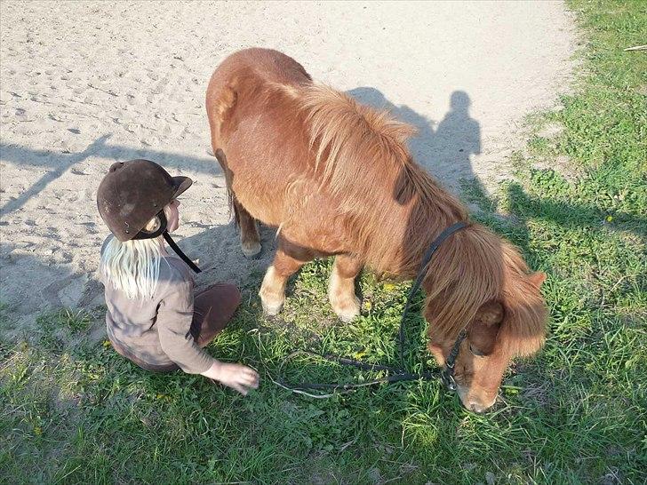 Shetlænder Mikkel - Ubs..xD billede 10