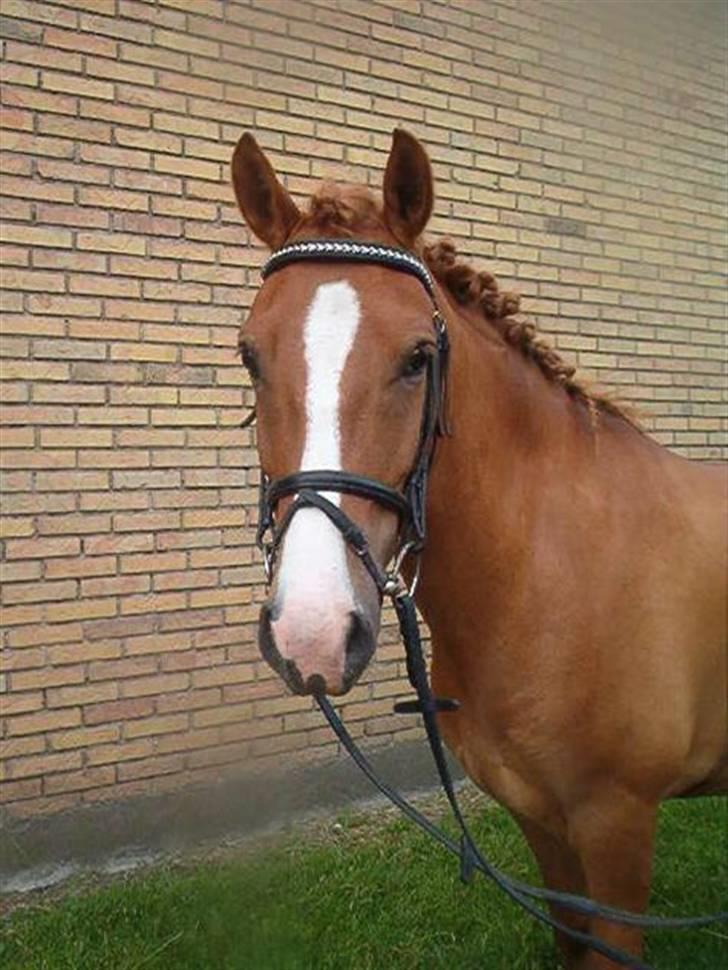 Anden særlig race Pikatju Mitalt!í;<3333333 billede 8