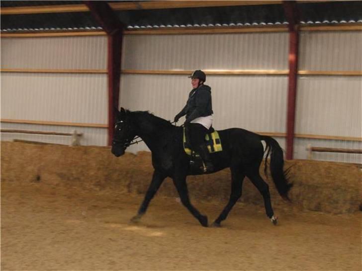 Hollandsk Varmblod Zorro B billede 14