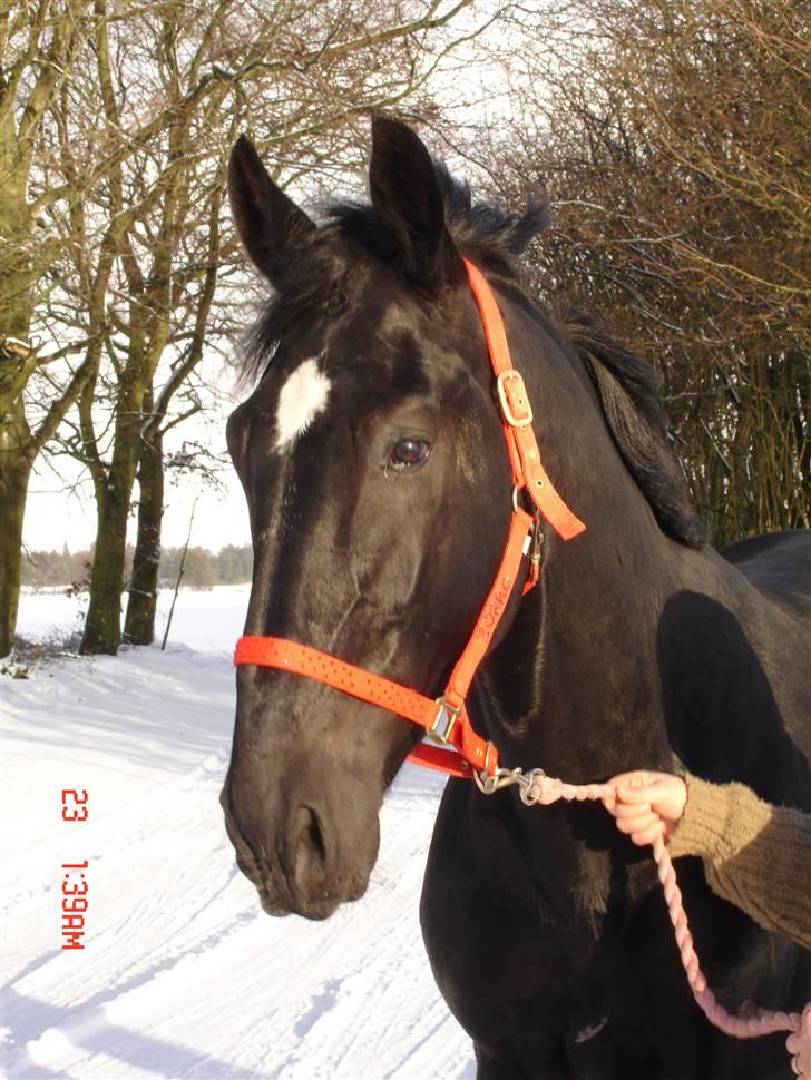 Hollandsk Varmblod Zorro B billede 15