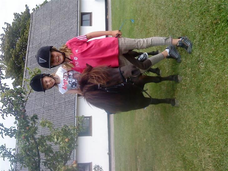 Shetlænder Emil - Emil vi to har et bånd som ingen kan knække..... billede 6