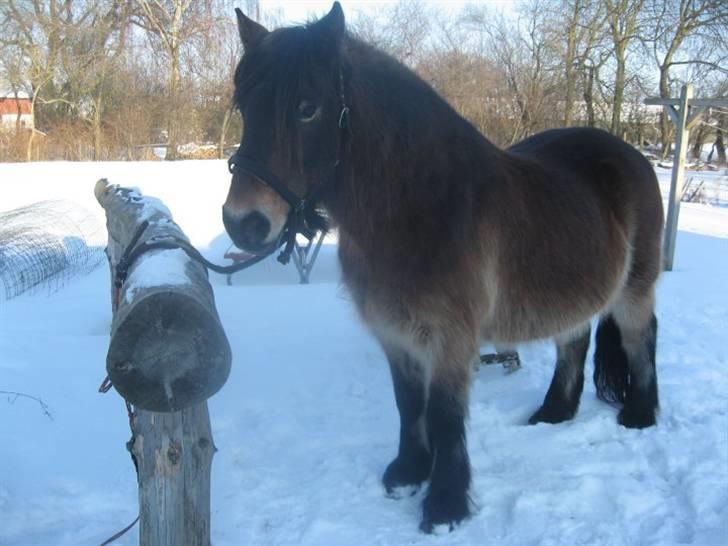 Nordsvensk Skovhest Sofus (tidl. part) - Sofus(:  billede 1
