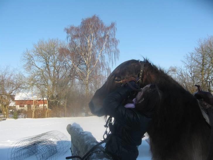 Nordsvensk Skovhest Sofus (tidl. part) - Kom nu din hystade(:<3 billede 4