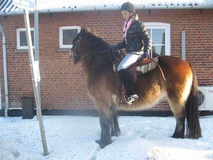 Nordsvensk Skovhest Sofus (tidl. part) - Så er man ude og ride i sneen billede 5