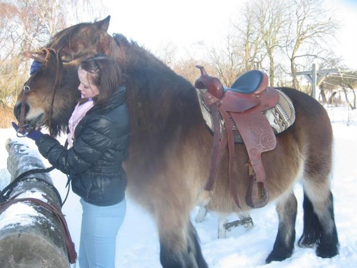 Nordsvensk Skovhest Sofus (tidl. part) - Så skal hovedtøjet på?(: billede 6