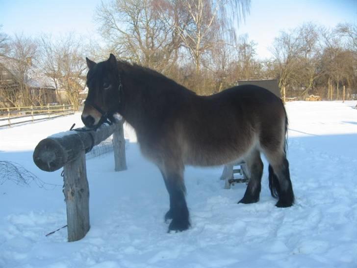 Nordsvensk Skovhest Sofus (tidl. part) - Du gør hverdagen dejlig billede 7