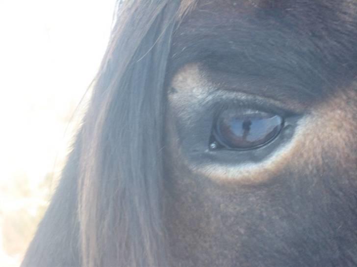 Nordsvensk Skovhest Sofus (tidl. part) - Nu kan man se dit øje billede 10