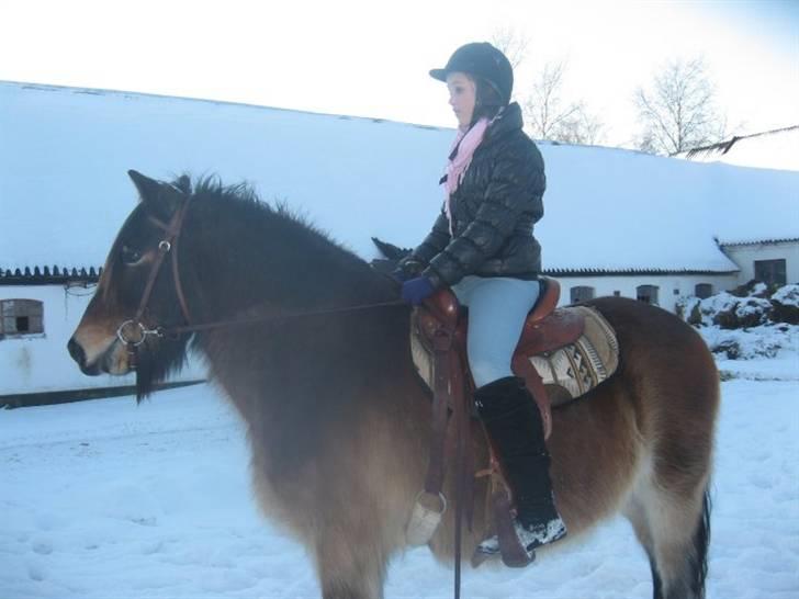 Nordsvensk Skovhest Sofus (tidl. part) billede 11