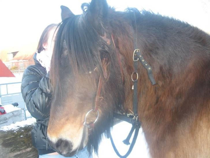 Nordsvensk Skovhest Sofus (tidl. part) - Du betyder alt billede 12