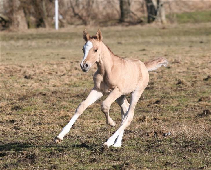 DSP Lykkebo Contador billede 1