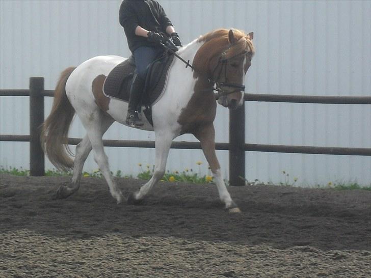 Anden særlig race Painted Beauty | - #13 Lidt dressur d. 17/5-10 :-) billede 13