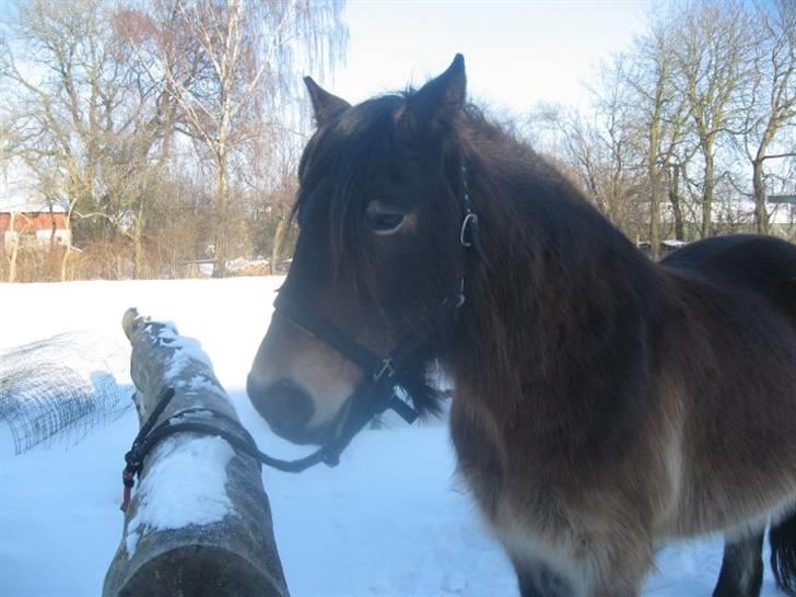 Nordsvensk Skovhest Sofus (tidl. part) - Han er overlækker billede 14