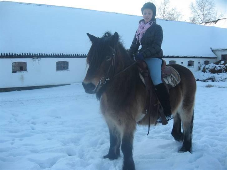 Nordsvensk Skovhest Sofus (tidl. part) - Kom nu?(: billede 15