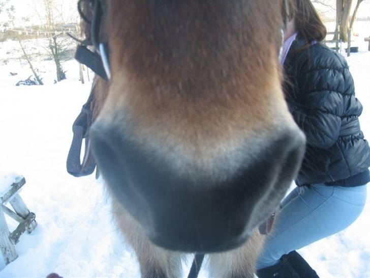 Nordsvensk Skovhest Sofus (tidl. part) - (: billede 17