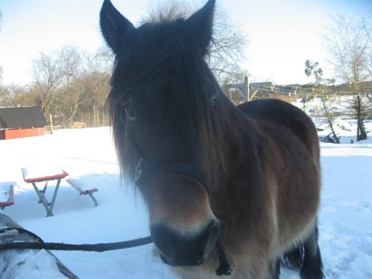 Nordsvensk Skovhest Sofus (tidl. part) - Uhh nu bliver der taget billede, må heller kigge:) billede 19