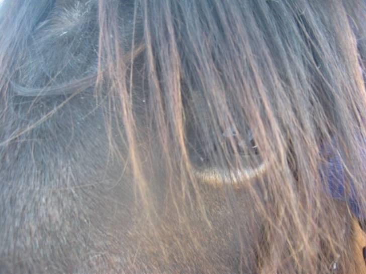 Nordsvensk Skovhest Sofus (tidl. part) - Hans smukke øje billede 20