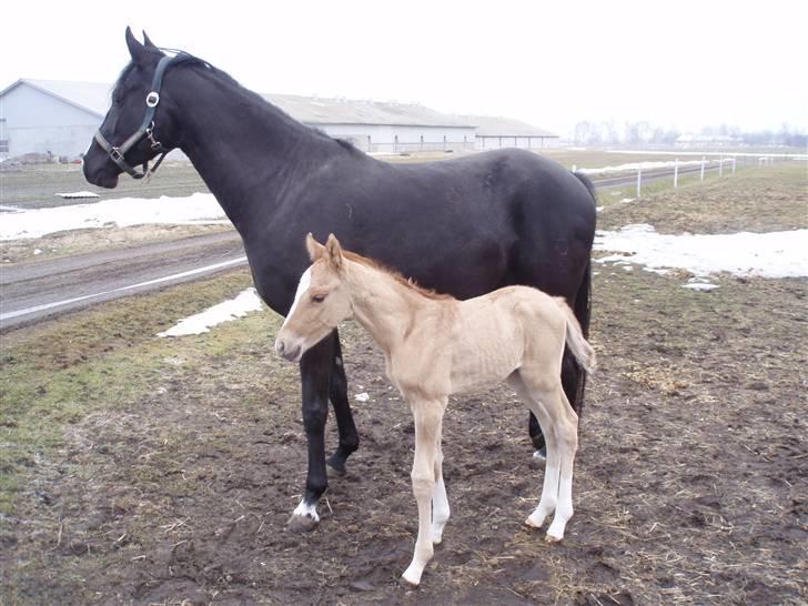 DSP Lykkebo Contador billede 2