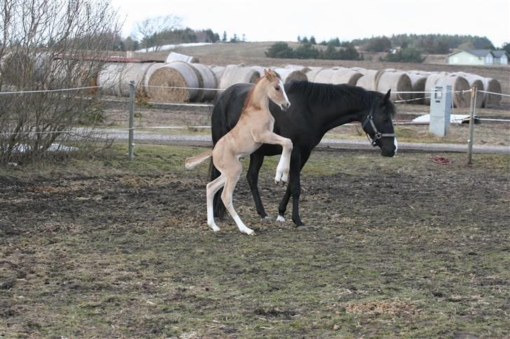 DSP Lykkebo Contador billede 3