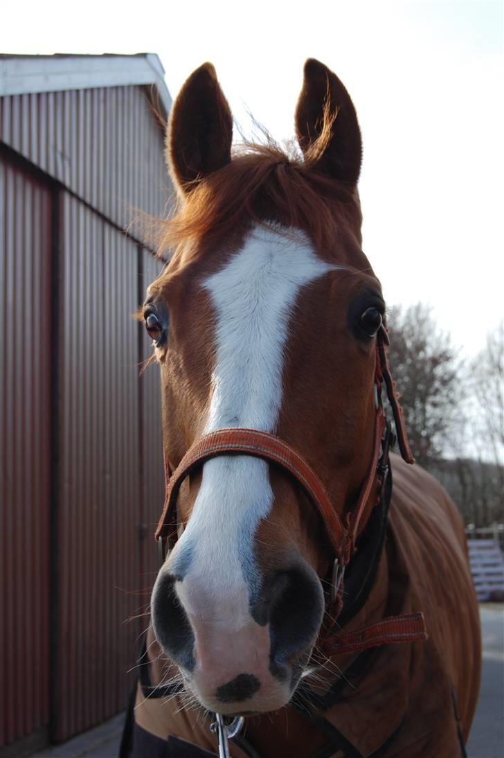 Dansk Varmblod Cadeau Kilen billede 3