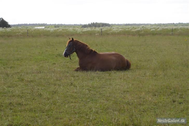 Anden særlig race Pikatju Mitalt!í;<3333333 - pika på sommer græs hjemme ved marie iversen:D<333 billede 9