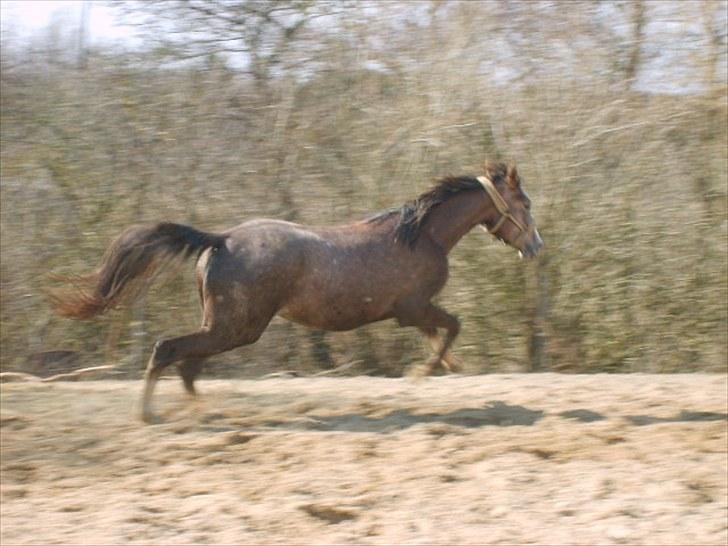 Anglo Araber (AA) Butterhill's Netizia *RIP - I´ll run like the river, I´ll follow the sun, I´ll fly like an eagle, to where i belong<3 .. billede 20