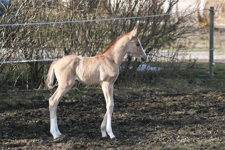 DSP Lykkebo Contador billede 4