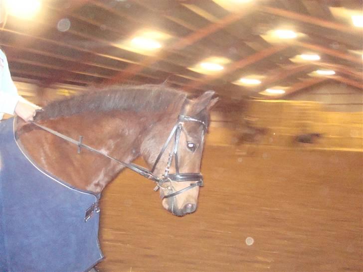 DSP Bæklunds Lavét  SOLGT (R.I.P) billede 10