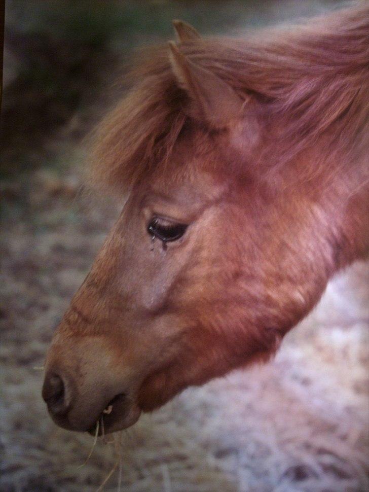 Kaspisk hest Kesari Spring - *17 - For hver dag der går .. er tingene mere uoverskueligt .. snart ét år uden dig .... forhelvede ....... billede 17